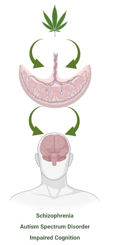 Diagram of a cannabis leaf, a placenta and a brain