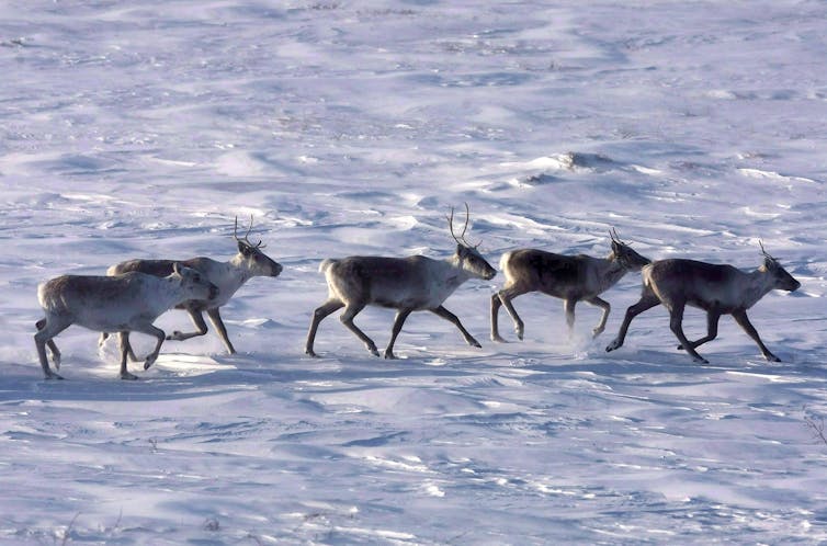 five caribou move across a snow covered landscape in a line.