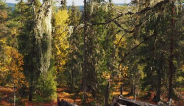 Sweden’s ‘old-growth’ natural forests store 83% more carbon than managed woodlands – new study