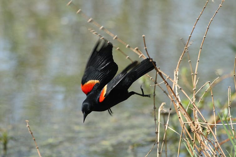A bird with bright red spots on its wings closest to its body takes off from a twig.
