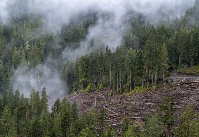 trees in a forested area surrounding a logged area