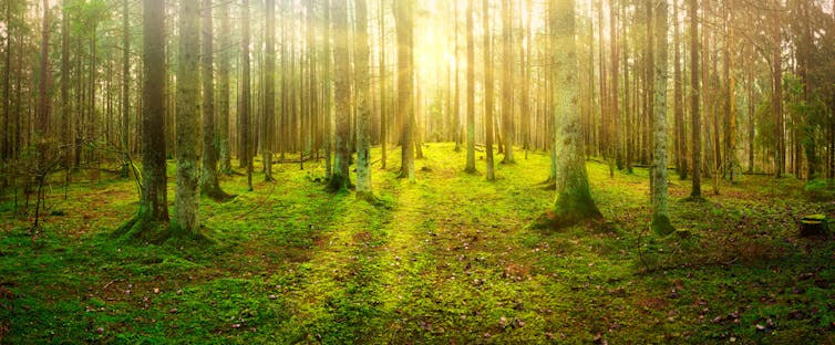 light shining through tree trunks in old forest, moss on ground