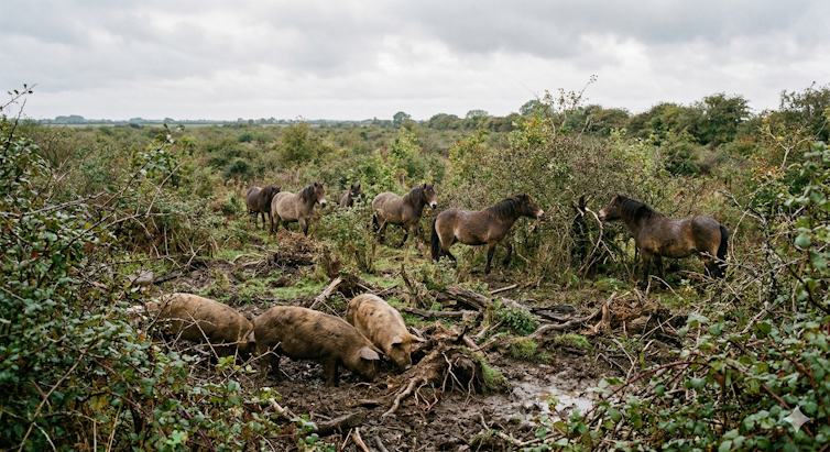 AI-generated image of wild pigs and horses in a rewilded Britain