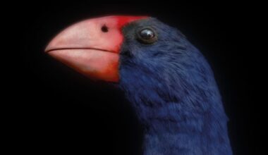 Can New Zealand’s extinct birds help save the living? Photographer captures species ‘haunting’ a nation’s history