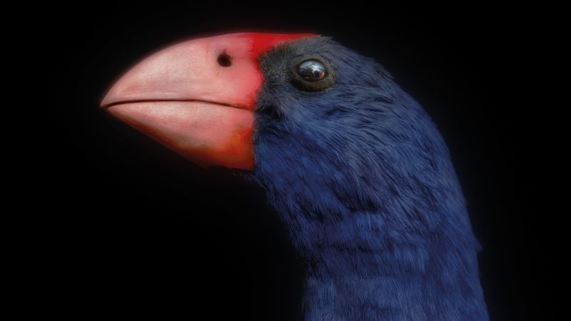 Can New Zealand’s extinct birds help save the living? Photographer captures species ‘haunting’ a nation’s history