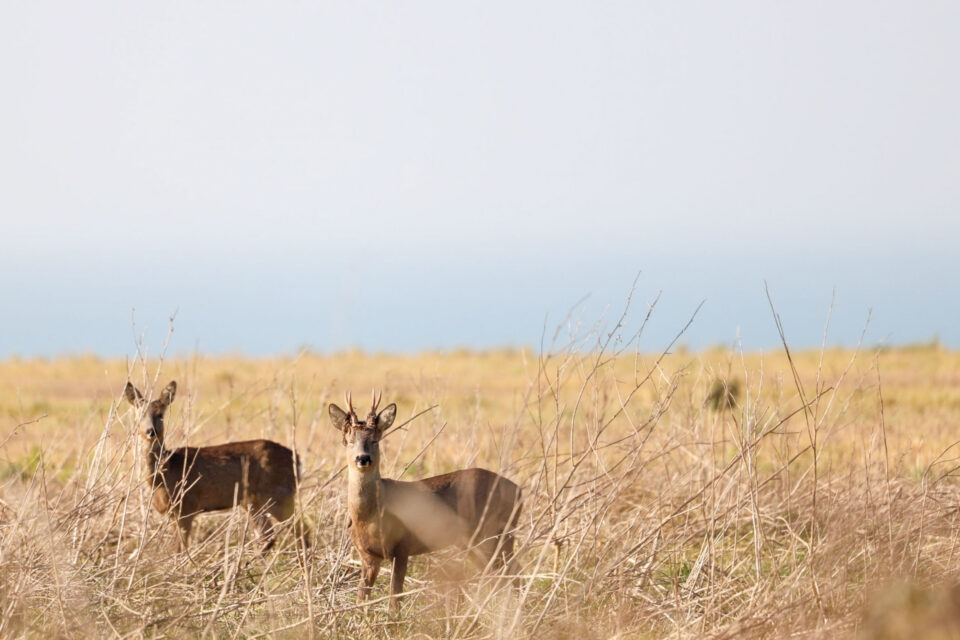 further lostways 2026