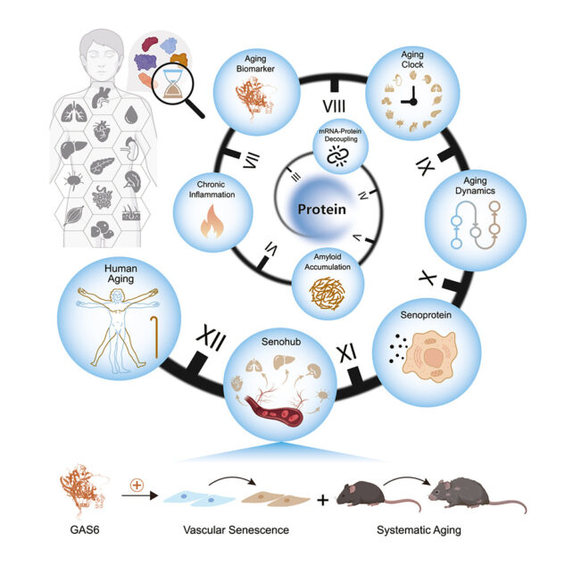 A circular infographic illustrating the role of proteins in human aging. Around the clock-like circle are icons representing aging biomarkers, inflammation, aging clocks, protein dynamics, amyloid accumulation, senescent cells, and organ-specific aging. A diagram at the bottom shows the protein GAS6 promoting vascular senescence in cells and accelerating aging in mice. An outline of the human body on the left highlights multiple organs affected by aging.