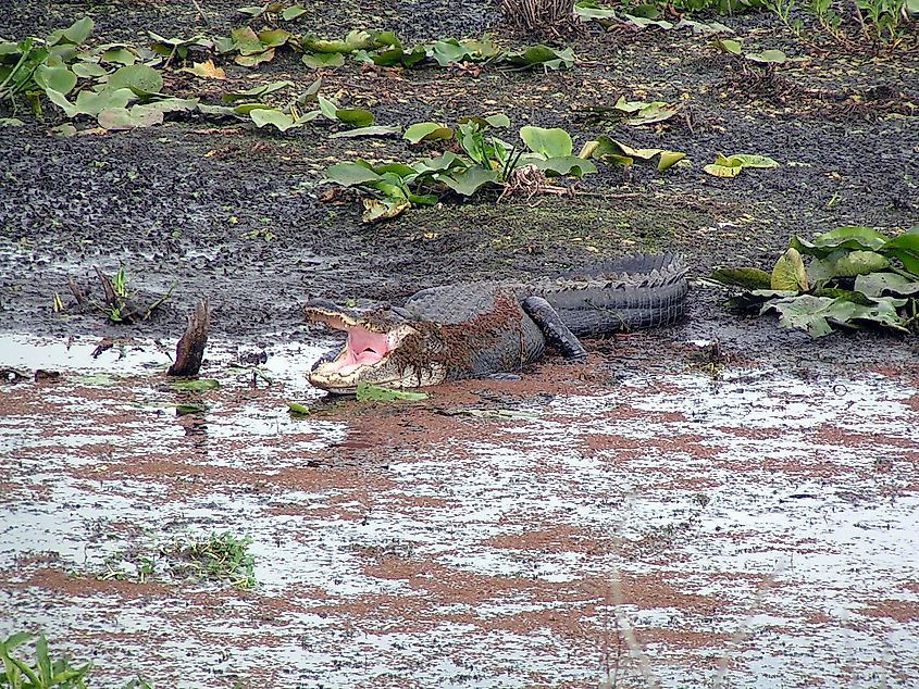 An alligator at the Paynes Prairie Preserve State Park, Florida.