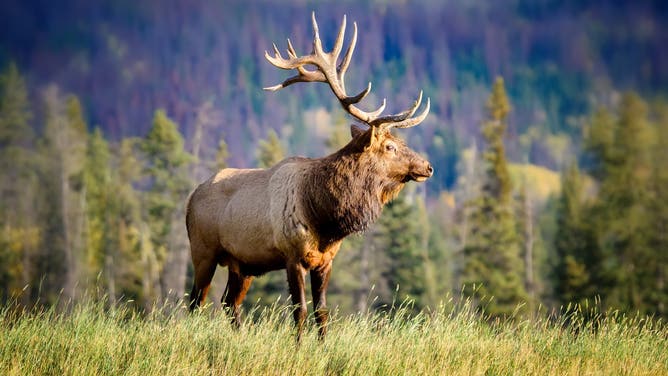Elk (Getty Images Creatives)