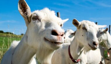 The first thing vibe coding builds is confidence • The Register