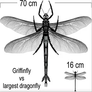 Comparison of an extinct griffinfly alongside one of the largest living dragonflies, the giant petaltail. (griffinfly credit: Estelle Mayhew, adapted from image by Aldrich Hezekiah. giant petaltail credit: Estelle Mayhew). Credit: griffinfly credit: Estelle Mayhew, adapted from image by Aldrich Hezekiah. giant petaltail credit: Estelle Mayhew)