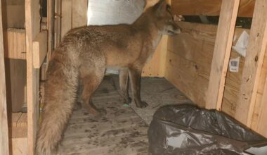 Fox sneaks onto ship bound for New York from the United Kingdom – KIRO 7 News Seattle