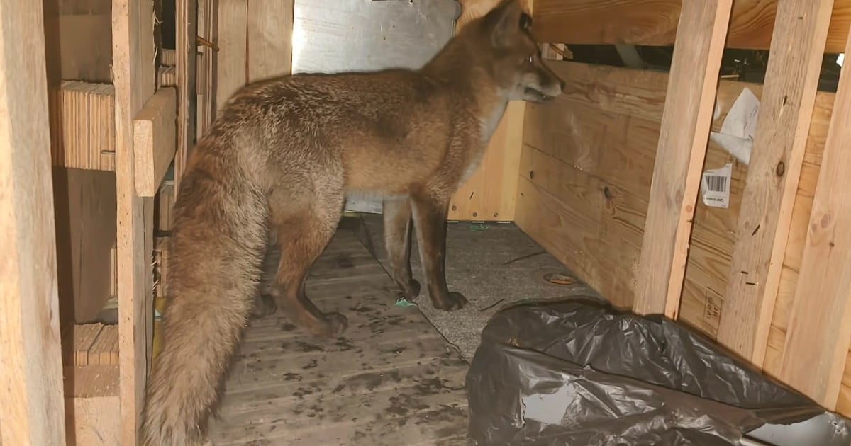 Fox sneaks onto ship bound for New York from the United Kingdom – KIRO 7 News Seattle