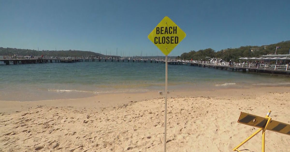 Sydney beach remains shut after second suspected shark sighting in as many days