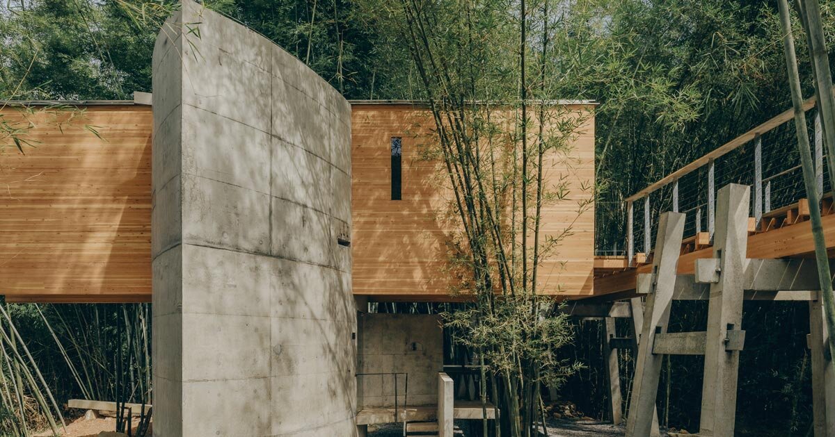 bridge-inspired micro-museum emerges from bamboo grove in china