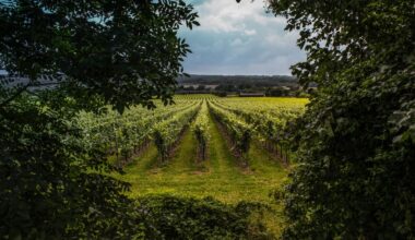WineGB has published its 2025 harvest report alongside the latest edition of its viticultural Green Book as the new growing season begins. Data from the Food Standards Agency confirms a sharp rise in UK wine production following what producers describe as an unusually favourable year.