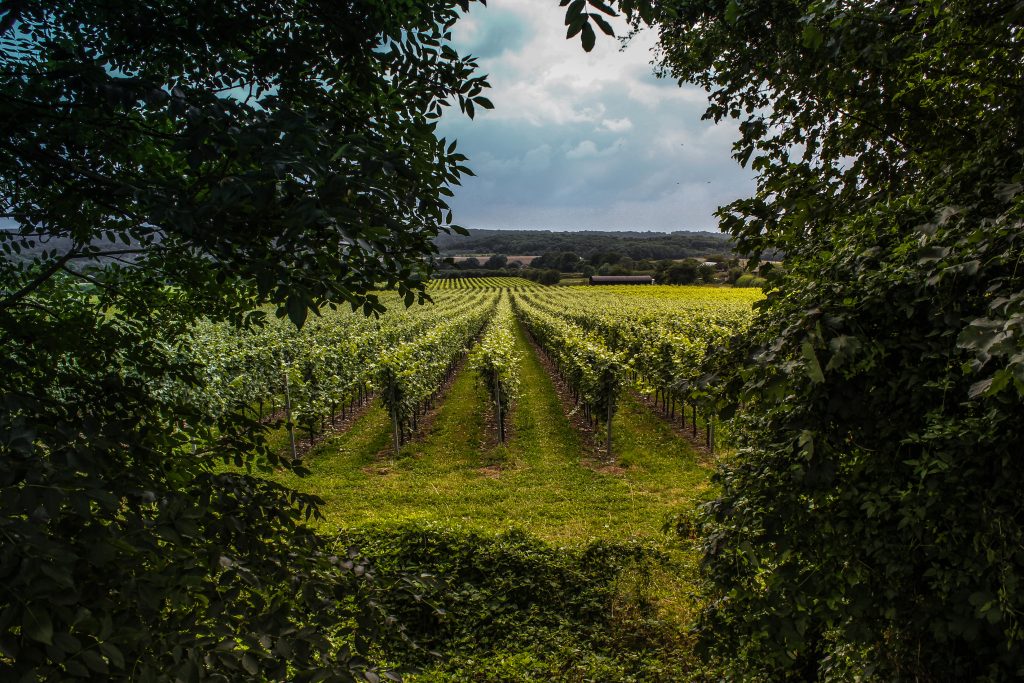 WineGB has published its 2025 harvest report alongside the latest edition of its viticultural Green Book as the new growing season begins. Data from the Food Standards Agency confirms a sharp rise in UK wine production following what producers describe as an unusually favourable year.