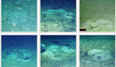 Robot finds thousands of nests found under the Antarctic ice