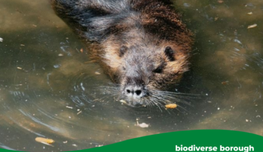 A beaver swimming in sunny water.