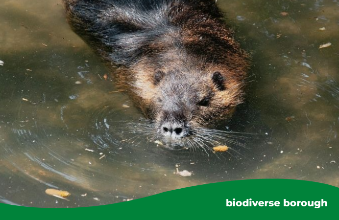 A beaver swimming in sunny water.