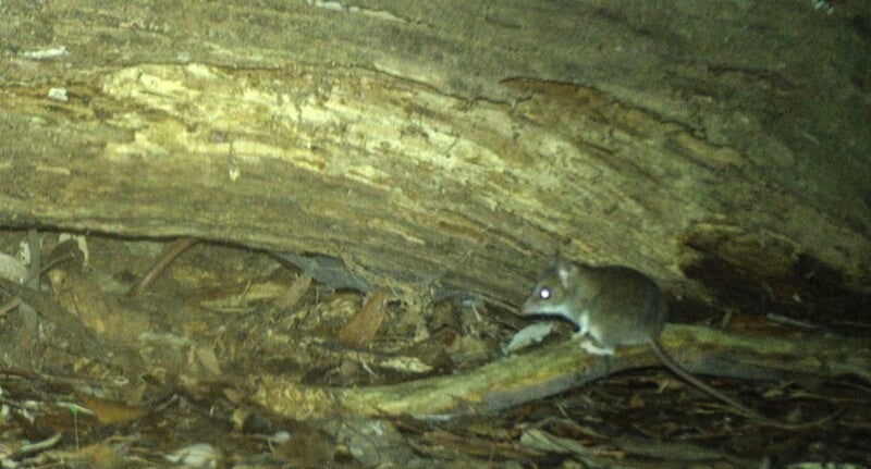 A small rodent with glowing eyes sits on a branch covered in dry leaves and debris, beneath a large fallen tree trunk in a dimly lit, natural forest setting.