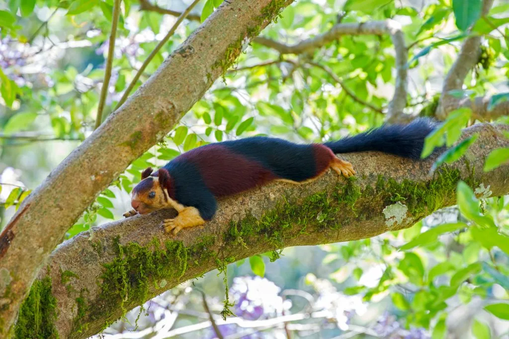 A rainbow squirrel laid across a tree branch