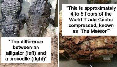 "Explaining The Wild": 59 Fascinating Nature Facts And Photos People Are Loving Online