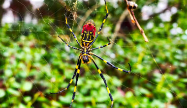 Giant, invasive spider species is spreading rapidly across the U.S.