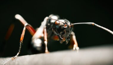 Air Pollution Is Wreaking Havoc on Ants, And The Effects Are Alarming : ScienceAlert