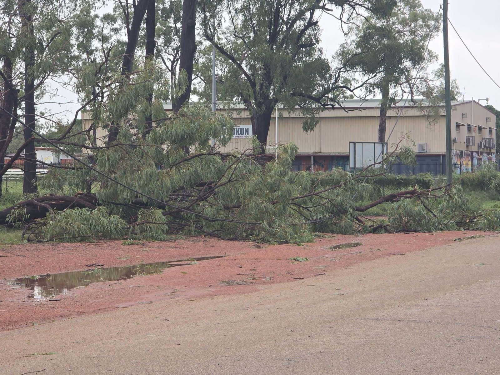 A fallen tree on the top of a fallen powerline.