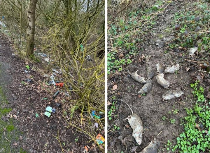 The state of woods near paths and one of the mounds of dead rats 