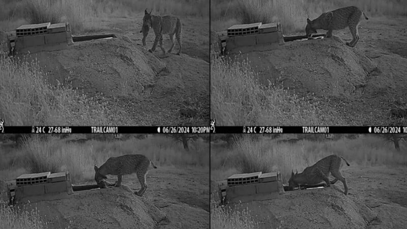 Four black-and-white trail camera photos show a bobcat approaching, sniffing, and drinking from a small water trough in a grassy outdoor area at night. Date and time stamp reads 06/26/2024, 12:01 PM.