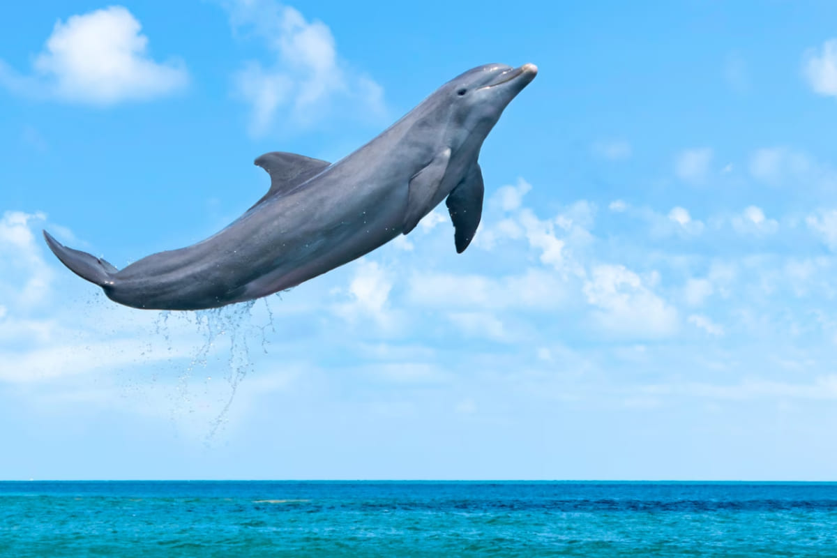 marine mammals-evolution