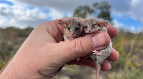World’s smallest possum may live beyond its known range in Australia