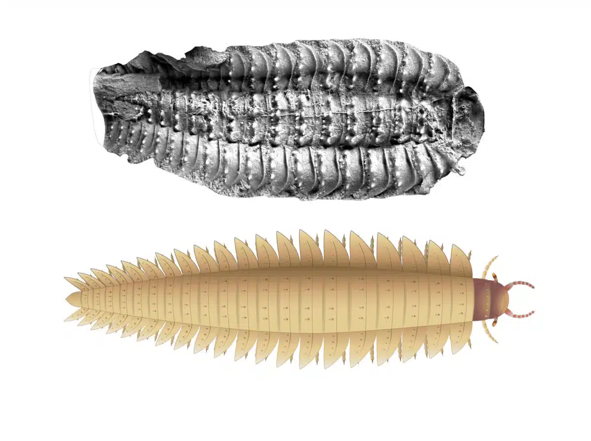 Mix Of Traits Linking Arthropleura To Both Millipedes And Centipedes.