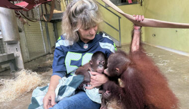 Little orphan Sammie finds new home at Monkey World – Swanage News