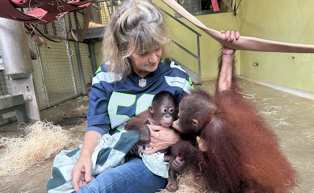 Little orphan Sammie finds new home at Monkey World – Swanage News