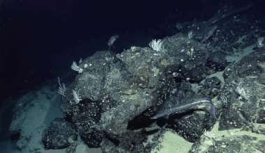 Nasa Just Mapped Earth’s Seafloor From Space, And Made A Discovery Scientists Didn’t See Coming