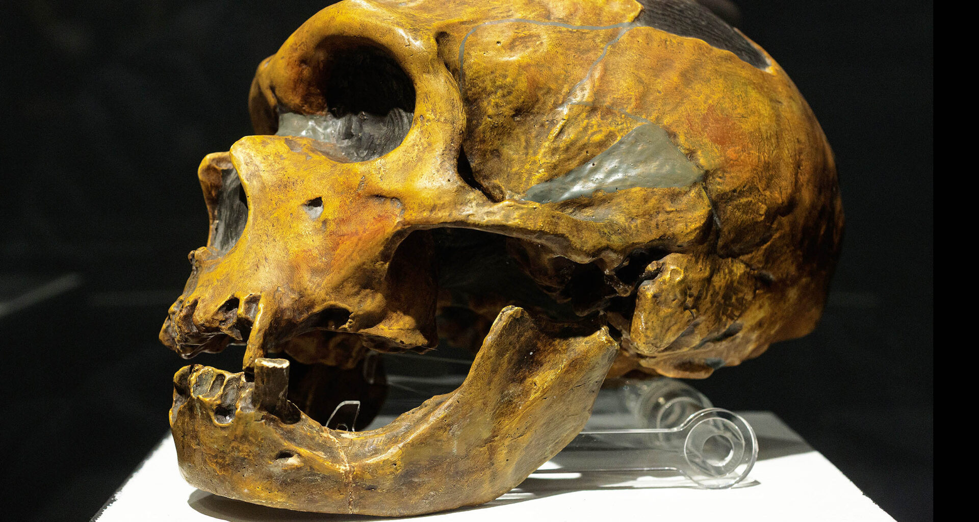 Scientists learn which Neanderthals mated with which humans