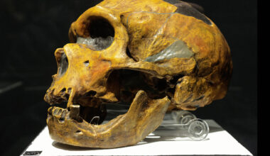 Scientists learn which Neanderthals mated with which humans