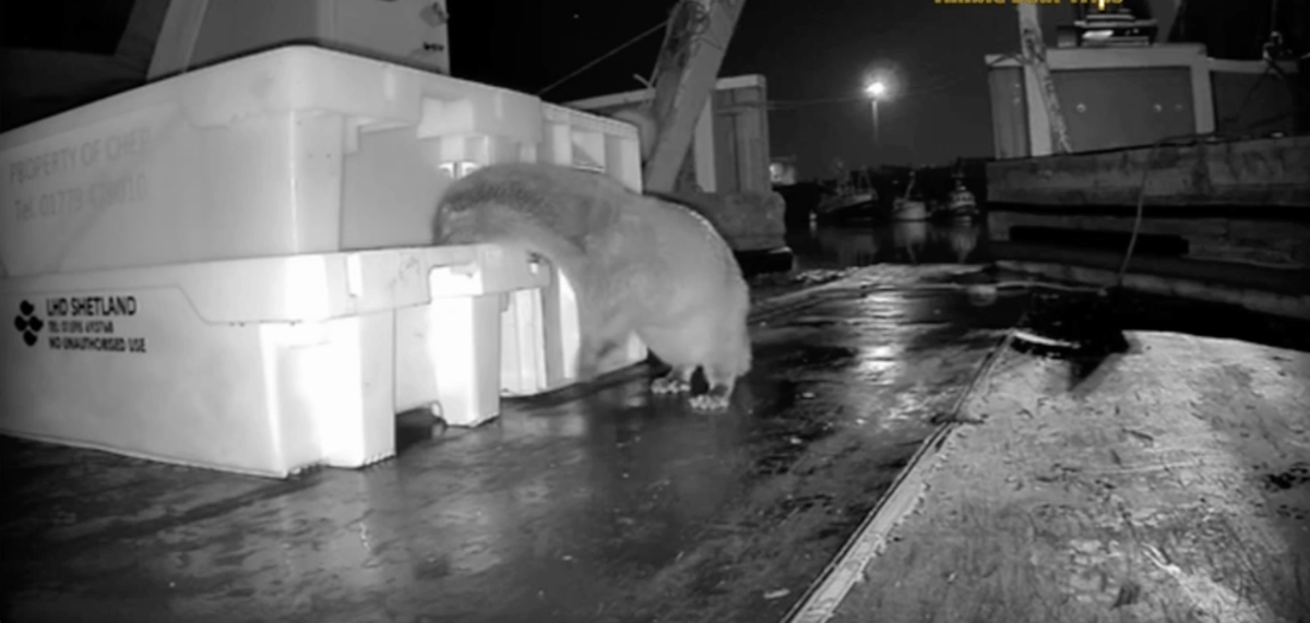 Otter stealing fish CCTV footage