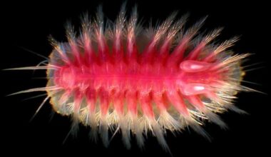 The strange deep-sea creatures that eat whales