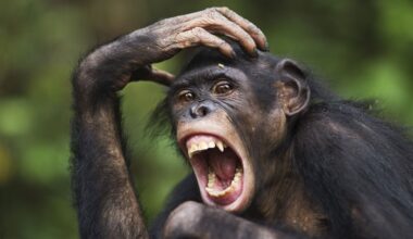 Bonobos are just as aggressive as chimps, but there's a key difference — the female bonobos