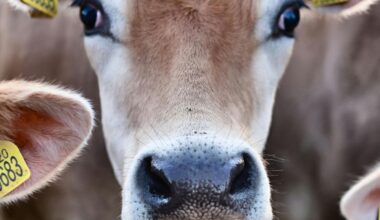 Cows Are Not Placid, Dull, or Stupid