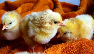 Baby Chickens Experience the Bouba-Kiki Effect