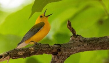 Music Provides Great Value to the Brain