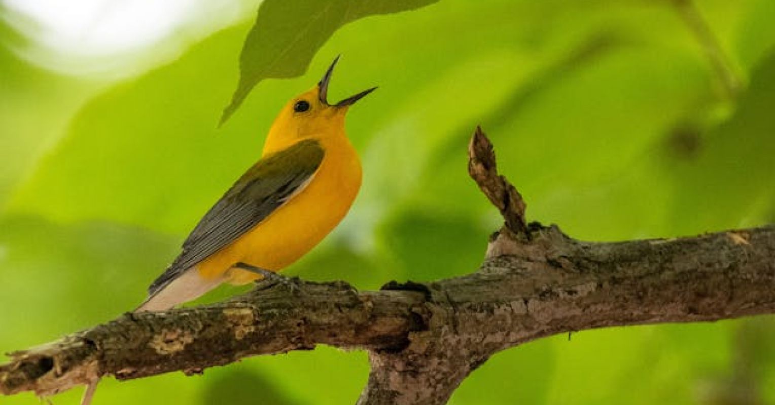 Music Provides Great Value to the Brain