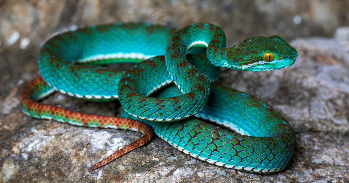 Flying snake, pit viper among rare and new species discovered in cave in Cambodia