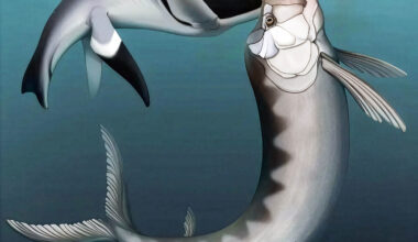 Ancient plesiosaur was taken out by an even bigger predatory fish