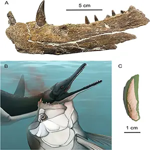 https://www.earth.com/news/fossil-find-polycotylus-plesiosaur-taken-out-by-bigger-predatory-fish-xiphactinus-alabama/Scientists discovered a huge tooth from Xiphactinus embedded in the neck of a fossil of a four-meter-long Polycotylus plesiosaur from the Mooreville Chalk of Alabama. Credit: University of Tennessee